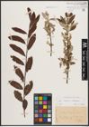 Foto von Salix caprea L. x Salix eleagnos Scop.